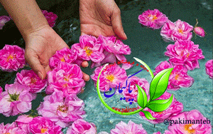 گلاب برای پوست صورت چه فایده ای دارد