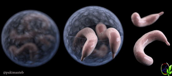 آشنایی با بیماری عفونت  کریپتوسپوریدیوز