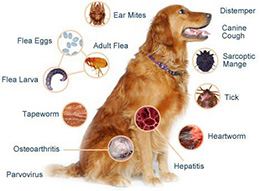 مهمترین بیماری هایی که حیوانات خانگی منتقل می کنند