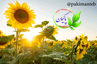 خواص چای ترش و تاثیر آن بر لاغری