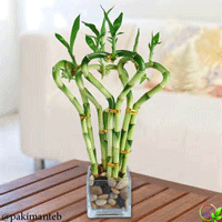 آشنایی با گیاه بامبو